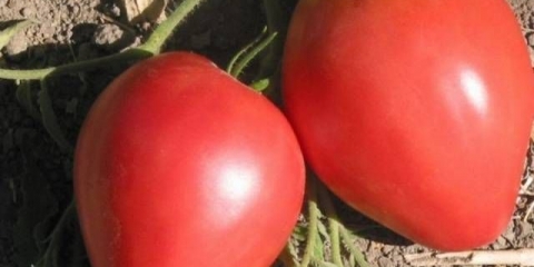 Velika mama od rajčice: recenzije vrtlara + fotografija